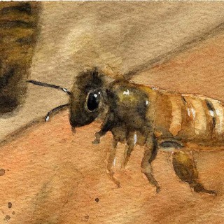 Dawn Steirer Scherer